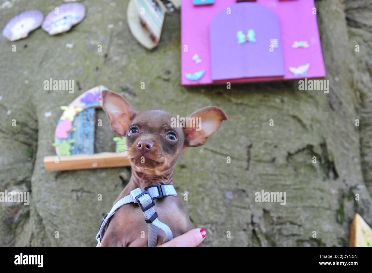 Russian toy terrier in natural environment Stock Photo
