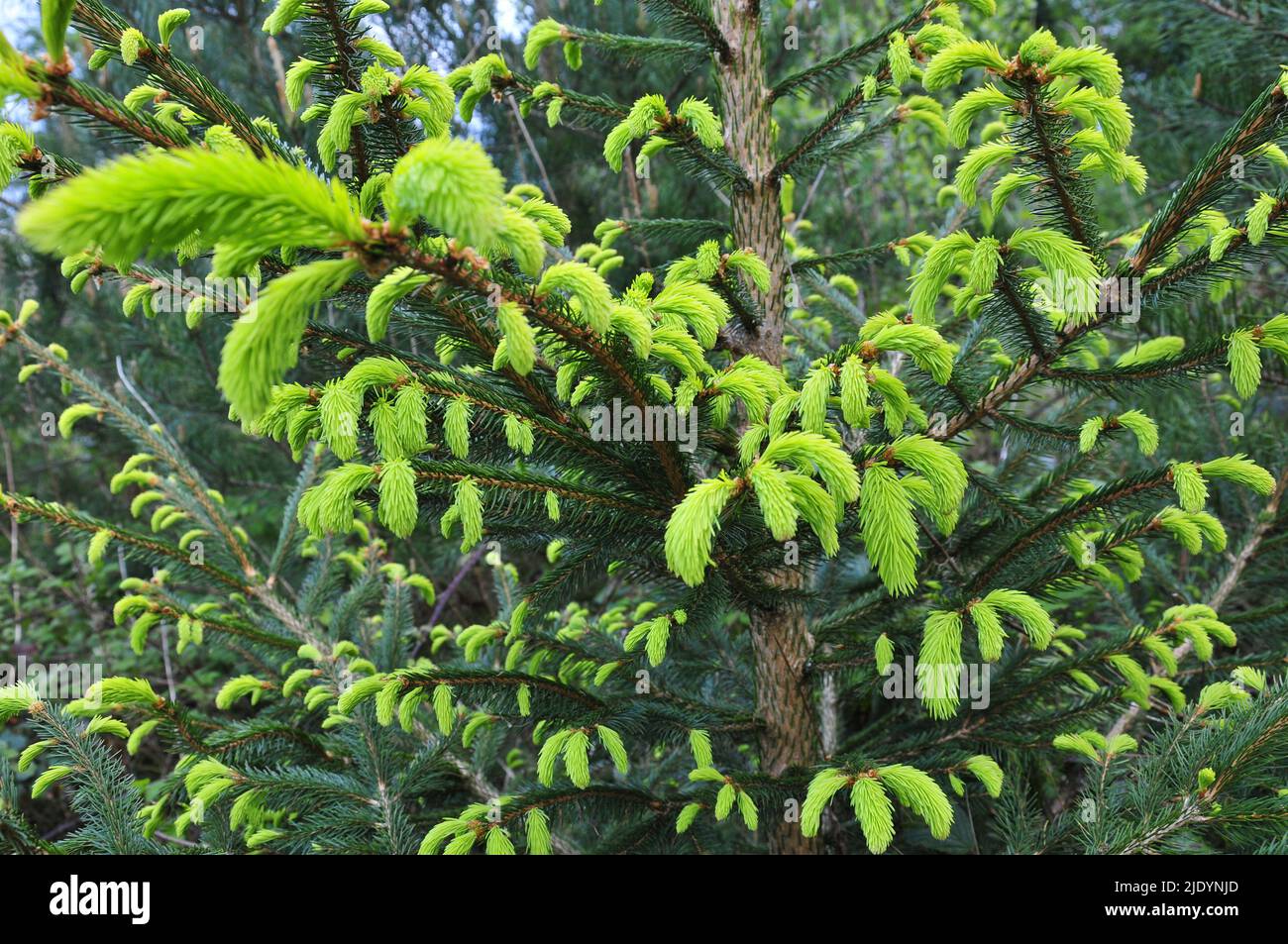 Green Pine tree Stock Photo