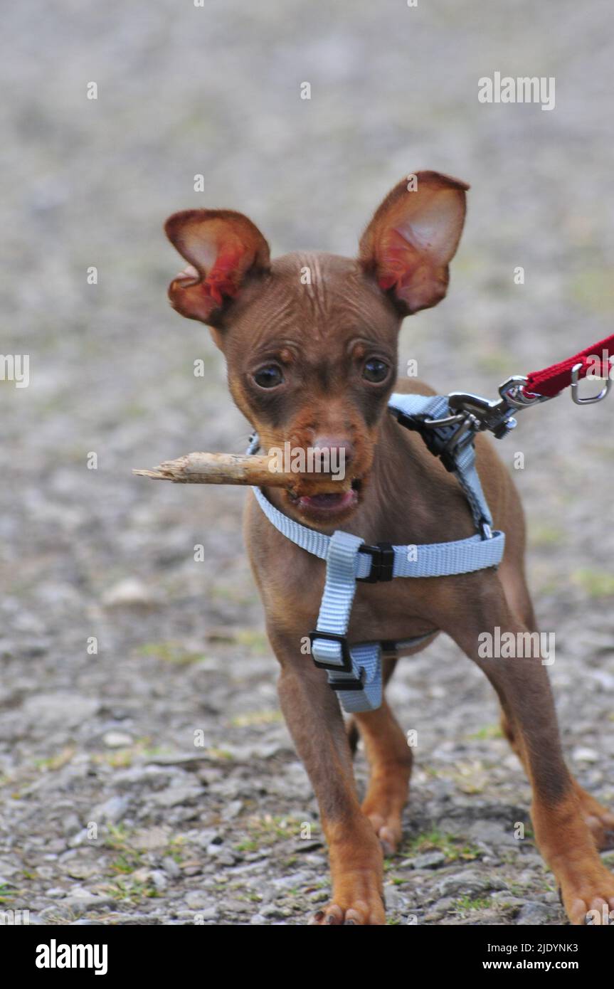 Russian toy terrier in natural environment Stock Photo