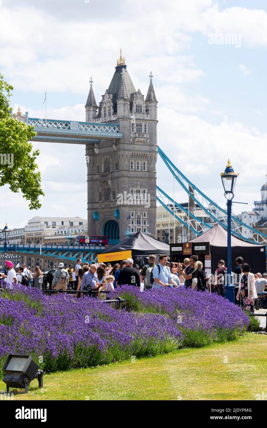 Tower Bridge and purple flowers around the moat of the Tower of London
