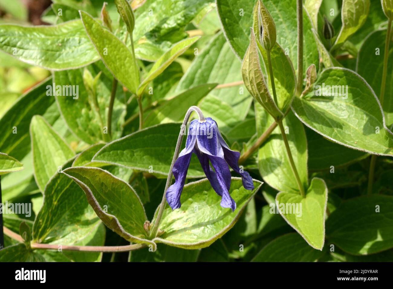 Purple blue flower of Clematis x diversiflolia Hendersorii Clematis hendersorii Stock Photo