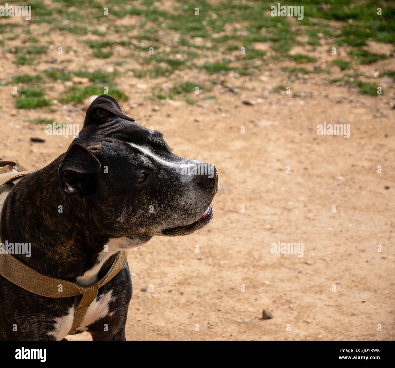 head portrait of a black american pit bull terrier Stock Photo