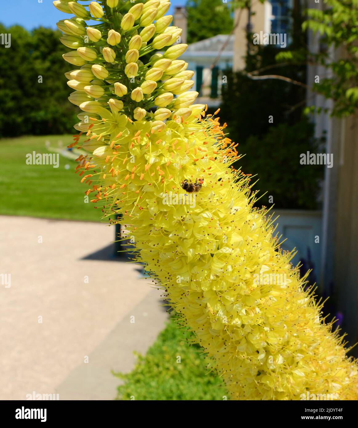Eremurus stenophyllus narrow-leaved foxtail lily with a bee Stock Photo