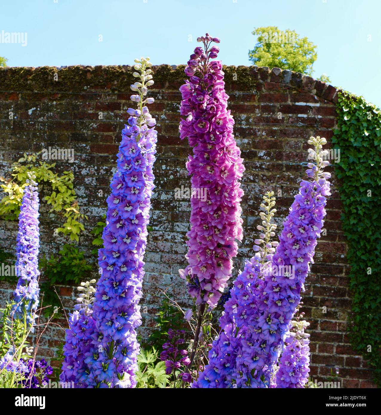 Delphinium flowering plants in full bloom Stock Photo - Alamy