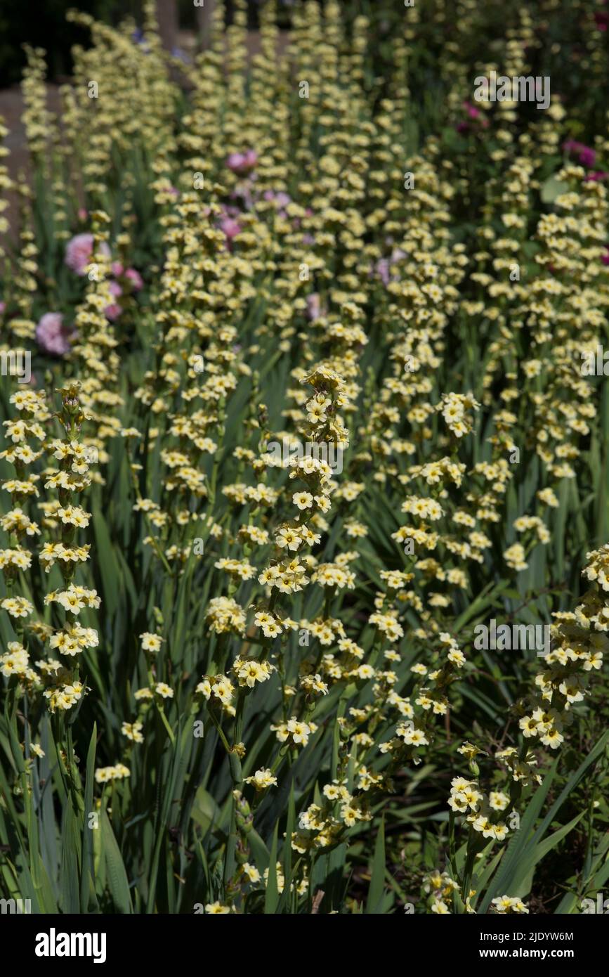 Patch of Pale Yellow-eyed Grass - Sisyrinchium striatum in flower, part of the Iris family, Iridaceae. Stock Photo
