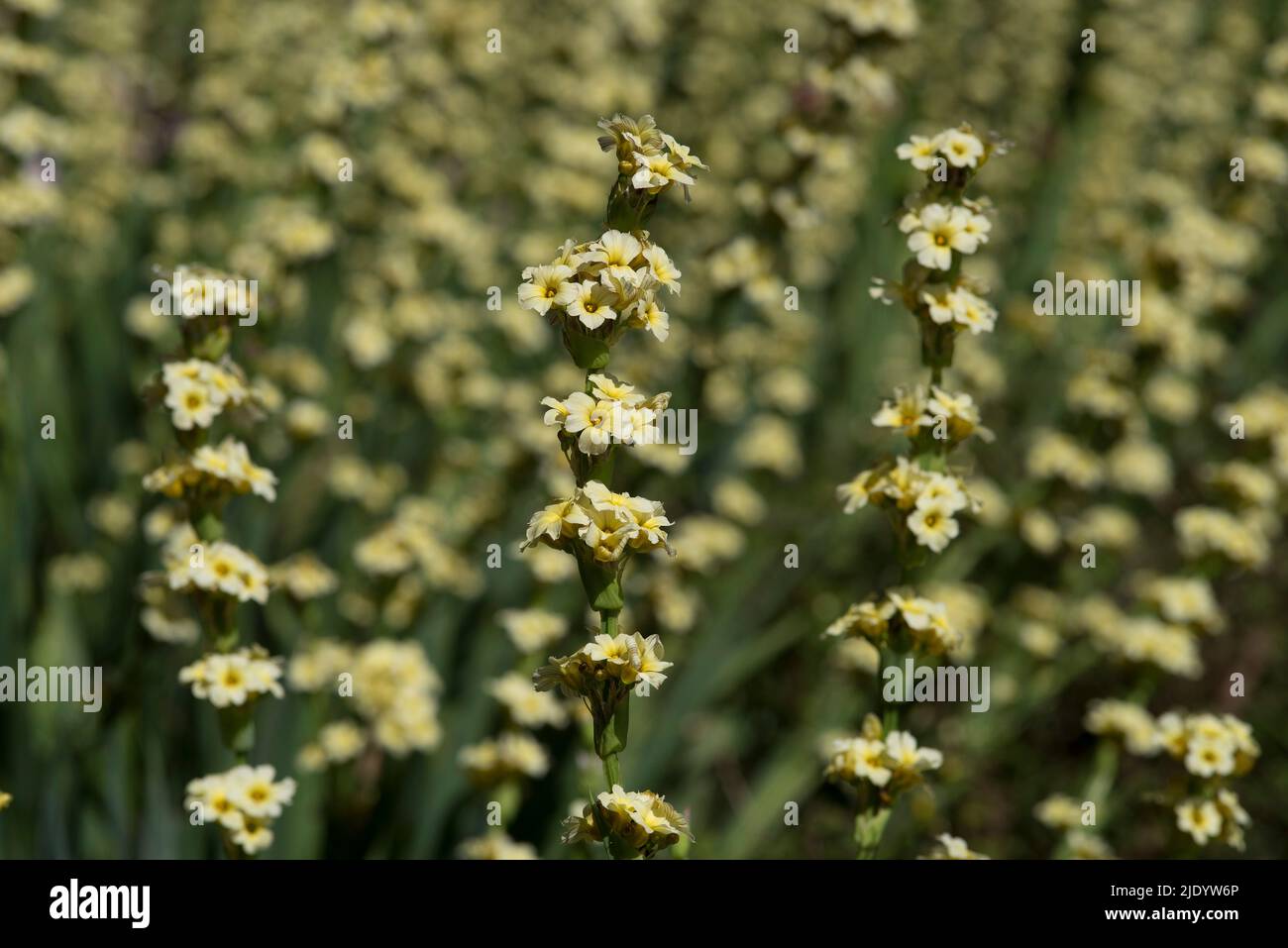 Patch of Pale Yellow-eyed Grass - Sisyrinchium striatum in flower, part of the Iris family, Iridaceae. Stock Photo