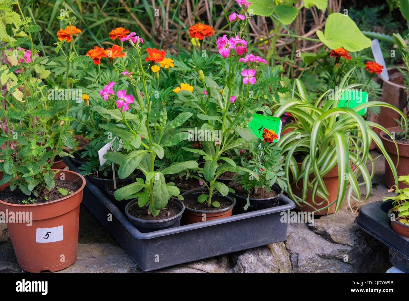 Garden store with flowers. Decorative potted plants are for sale