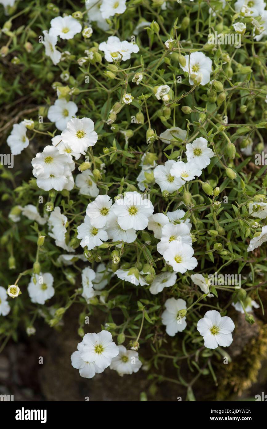 Close up of the white flowers of Sandwort - Arenaria montana. A clump-forming evergreen with copious quantities of beautiful white flowers. Stock Photo