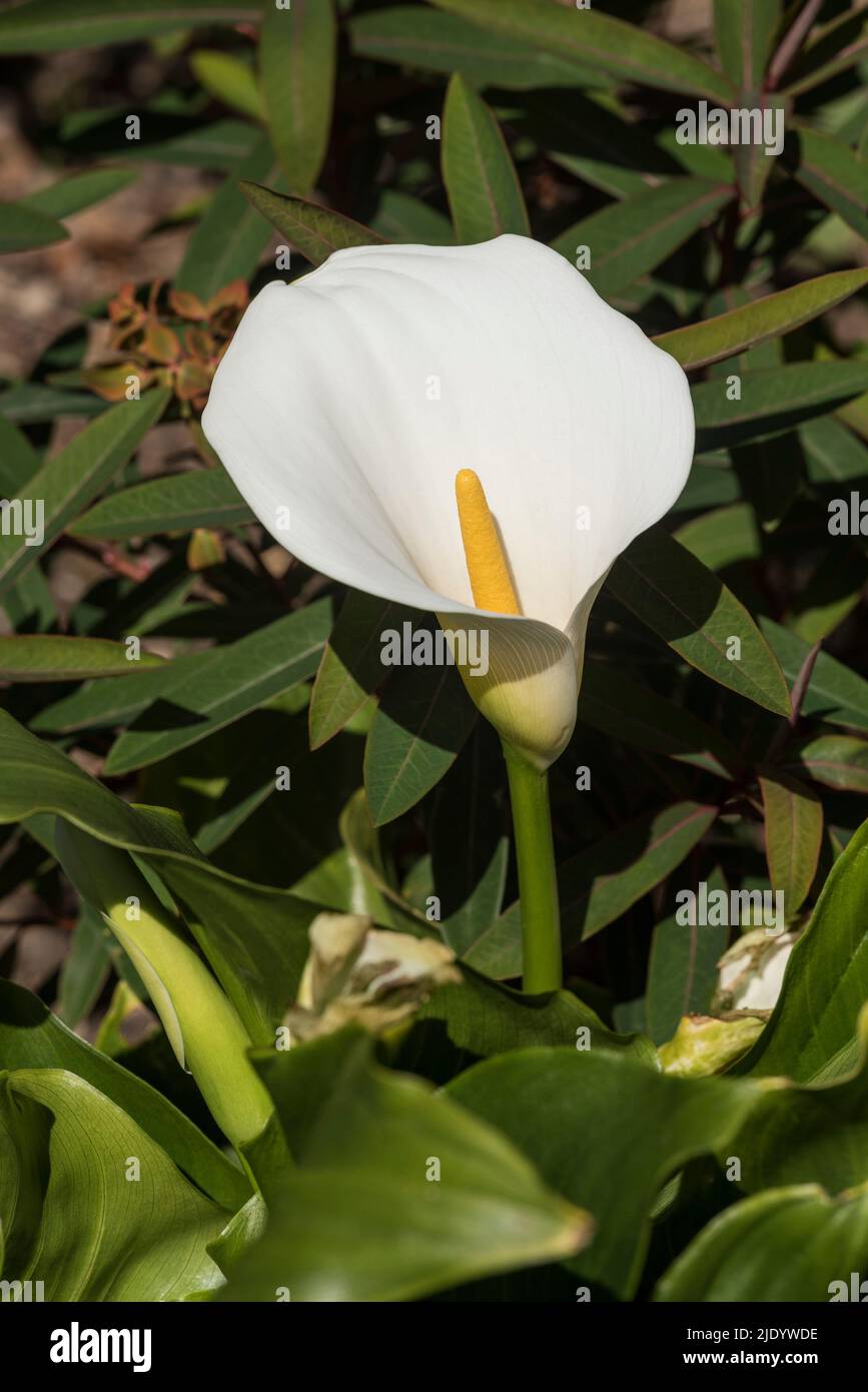 Close Up Of The Beautiful Shape Of A White Arum Lily Zantedeschia close-up-of-the-beautiful-shape-of-a-white-arum-lily-zantedeschia