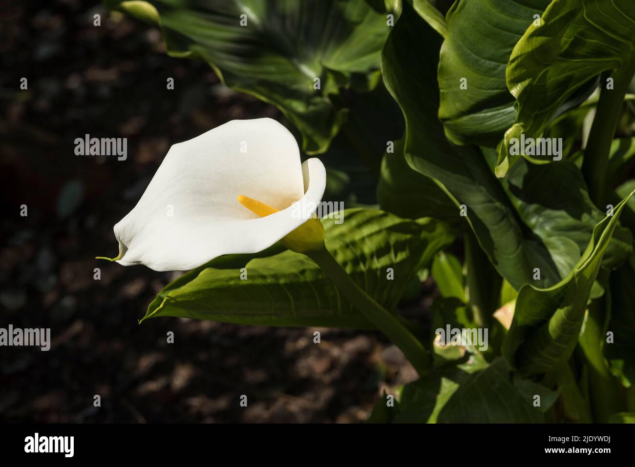 Close up of the beautiful shape of a white Arum Lily - Zantedeschia Aethiopica. Flowers May - June in humus rich soil. Stock Photo