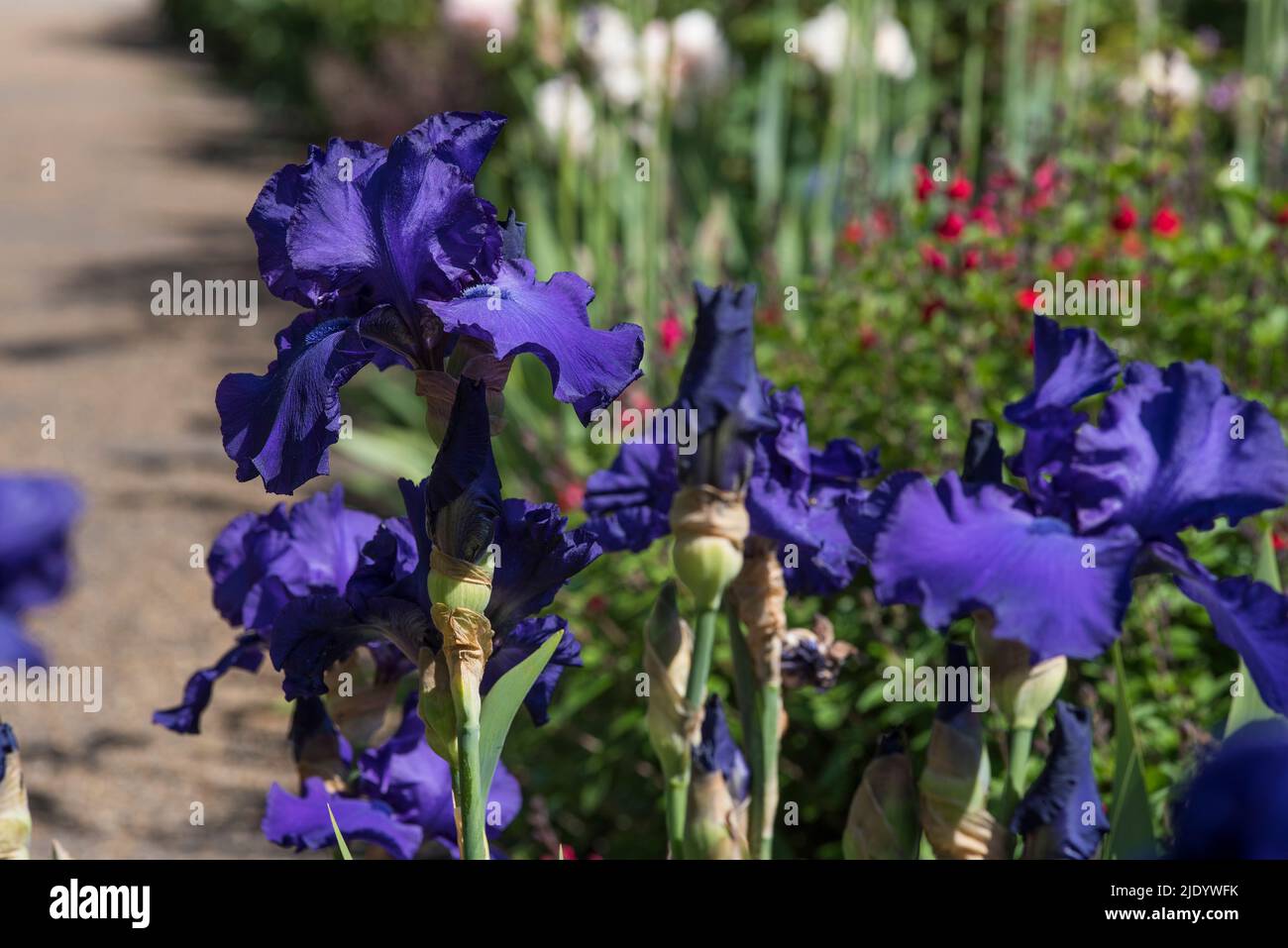 Rich dark Purple Bearded Iris with ruffled petals AKA pogon irises of the Iridaceae family. Stock Photo