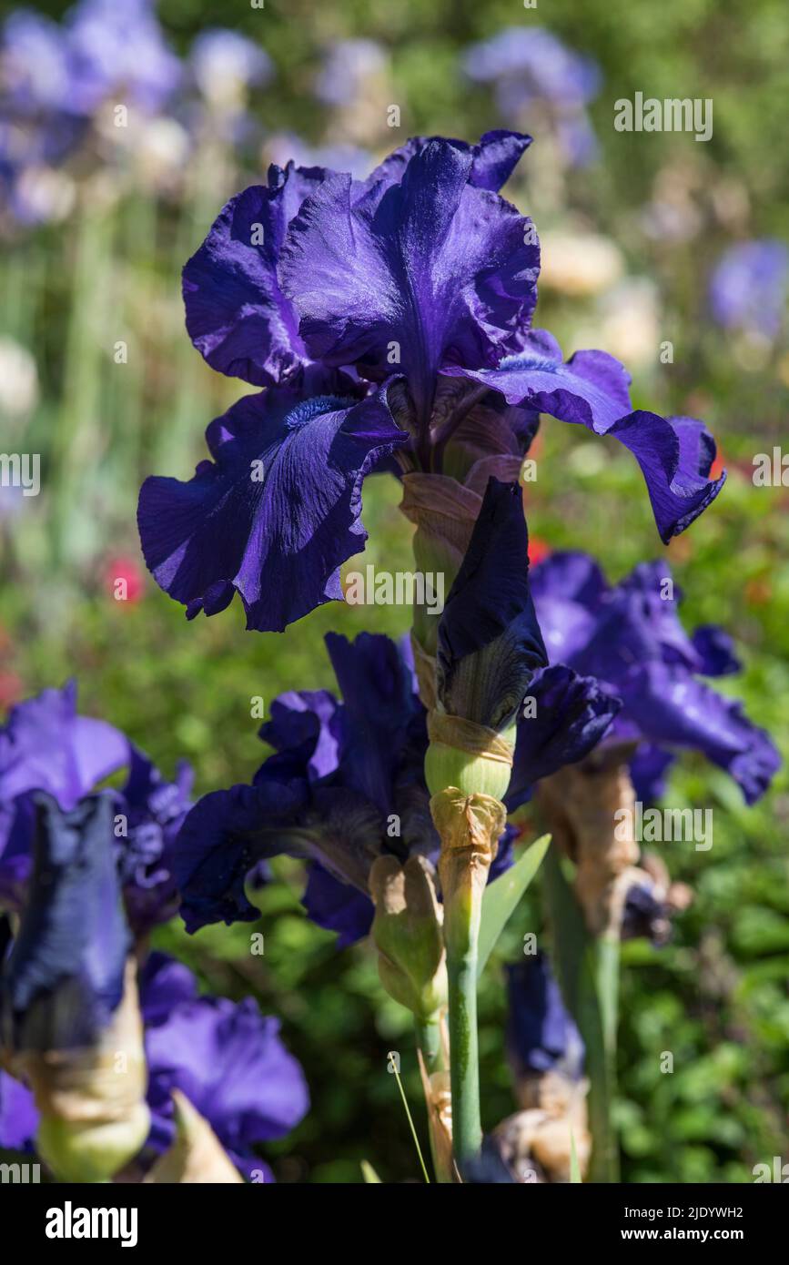Rich dark Purple Bearded Iris with ruffled petals AKA pogon irises of the Iridaceae family. Stock Photo