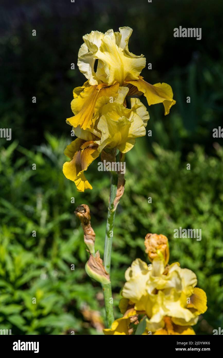 Close up of a lemon yellow and bronze Tall Bearded Iris - Iridaceae family. Stock Photo