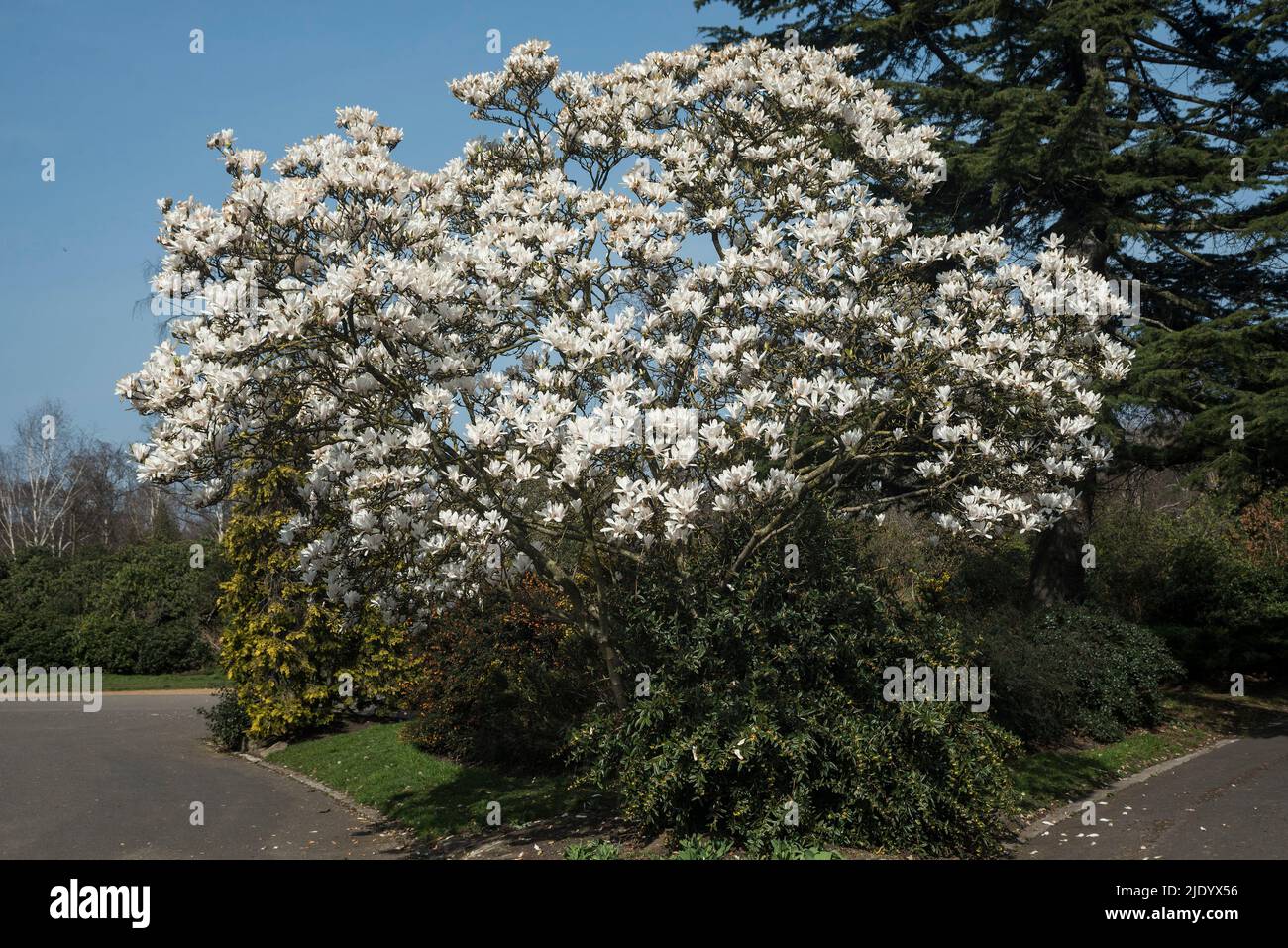 White petals of Magnolia (Magnolia soulangeana) a deciduous variety. AKA Saucer Magnolia