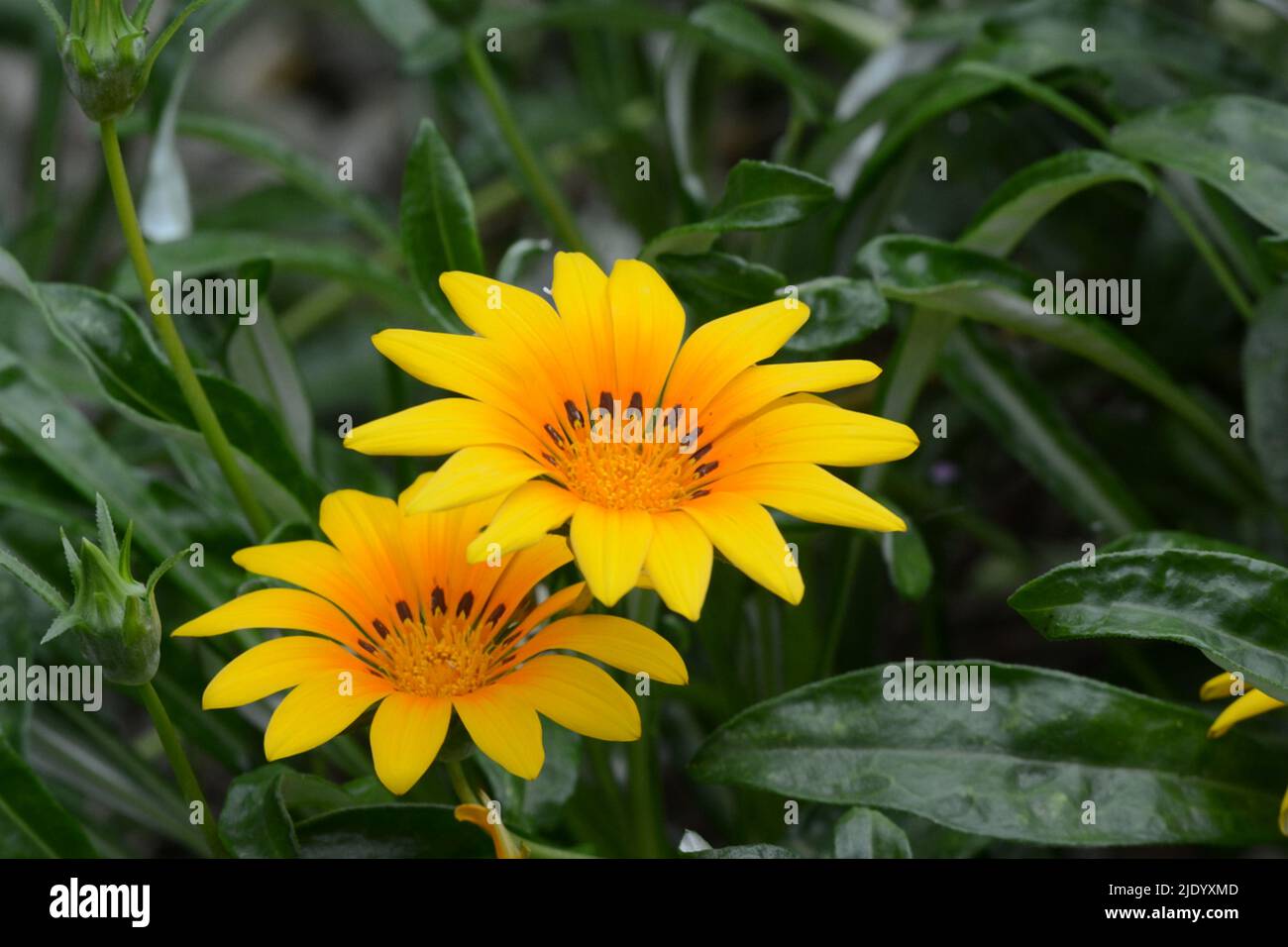 Gazania Daybreak Bright Orange Treasure flower orange-yellow daisy like flower Stock Photo