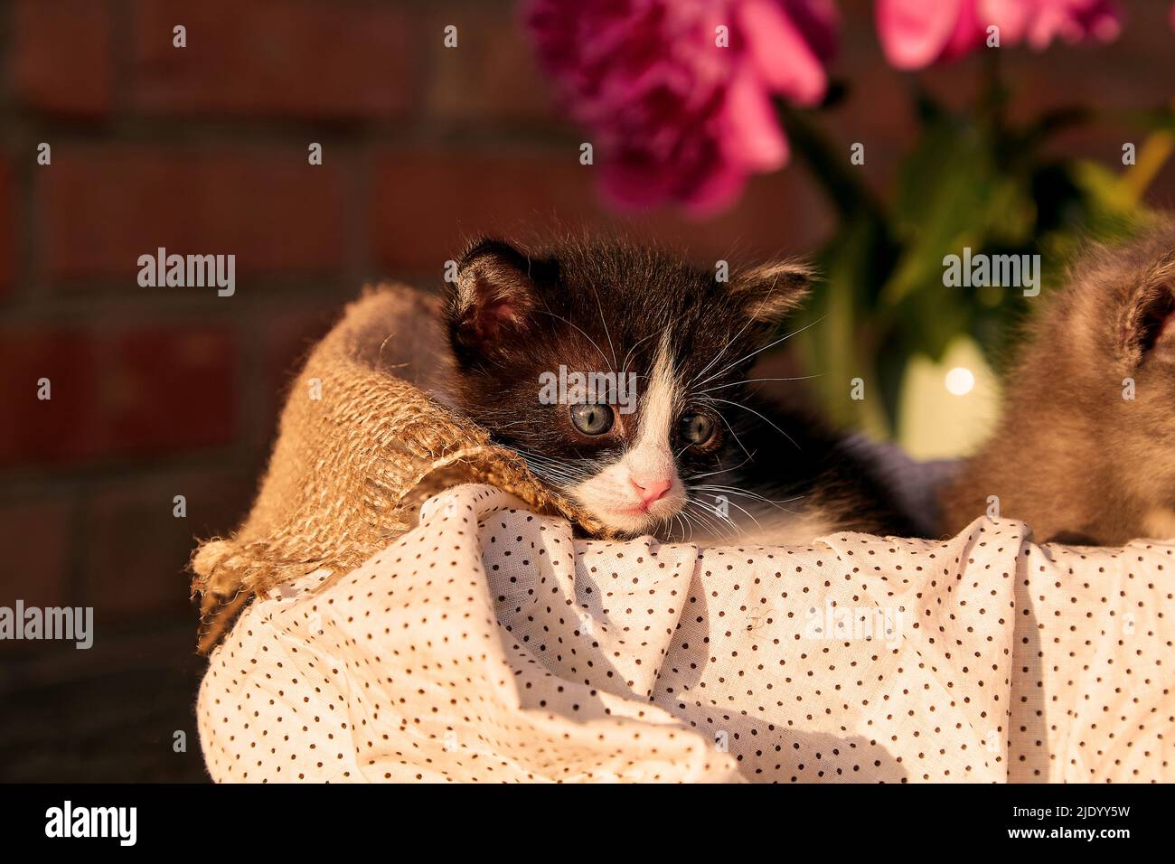 Cute animals - domestic kittens among blooming peony. Summer aesthetic background. Adorable small animal at summertime. Discovery and curiosity childhood. Stock Photo