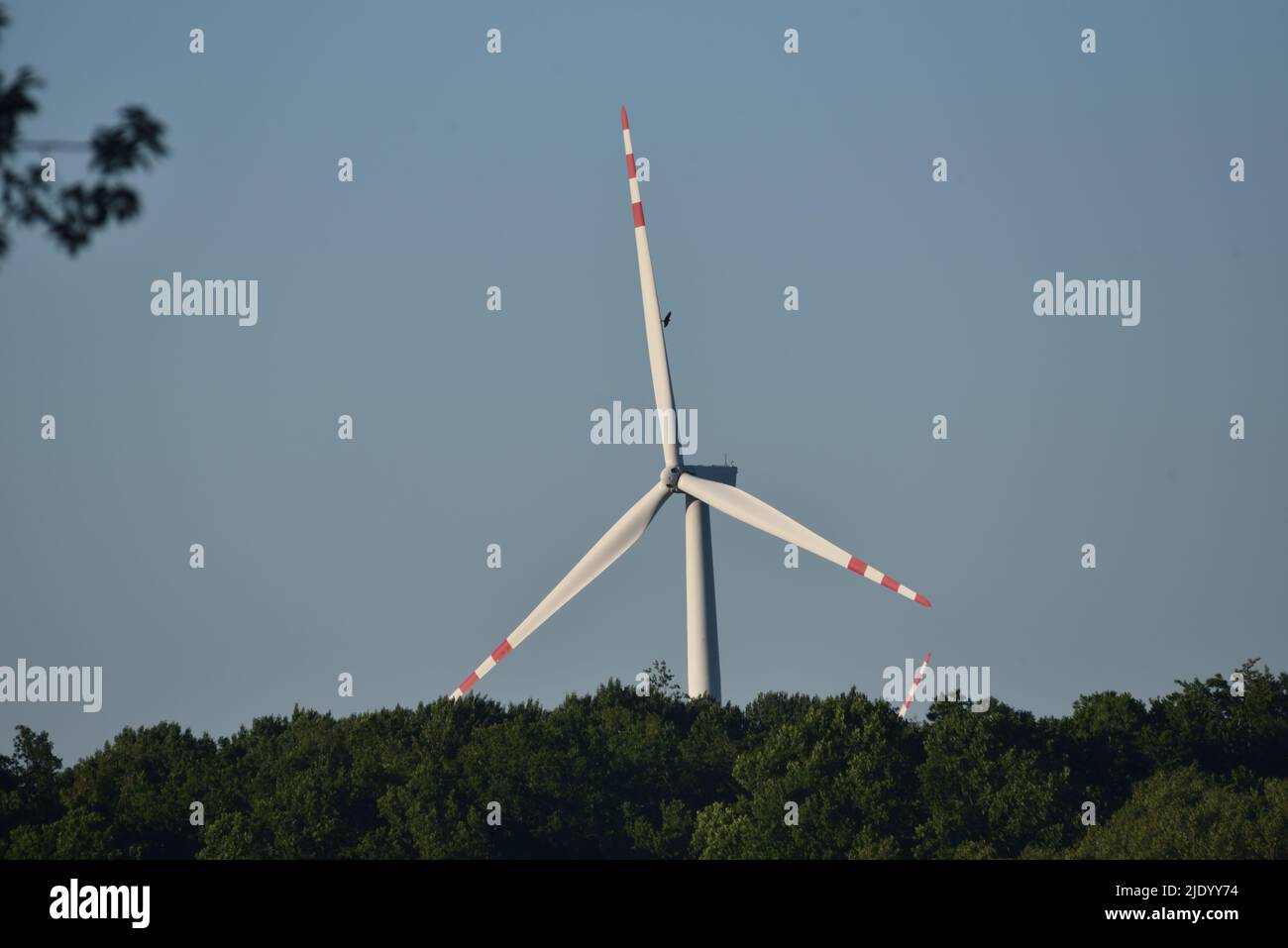 wind turbine protruding from behind the forest, hawk around summer ...
