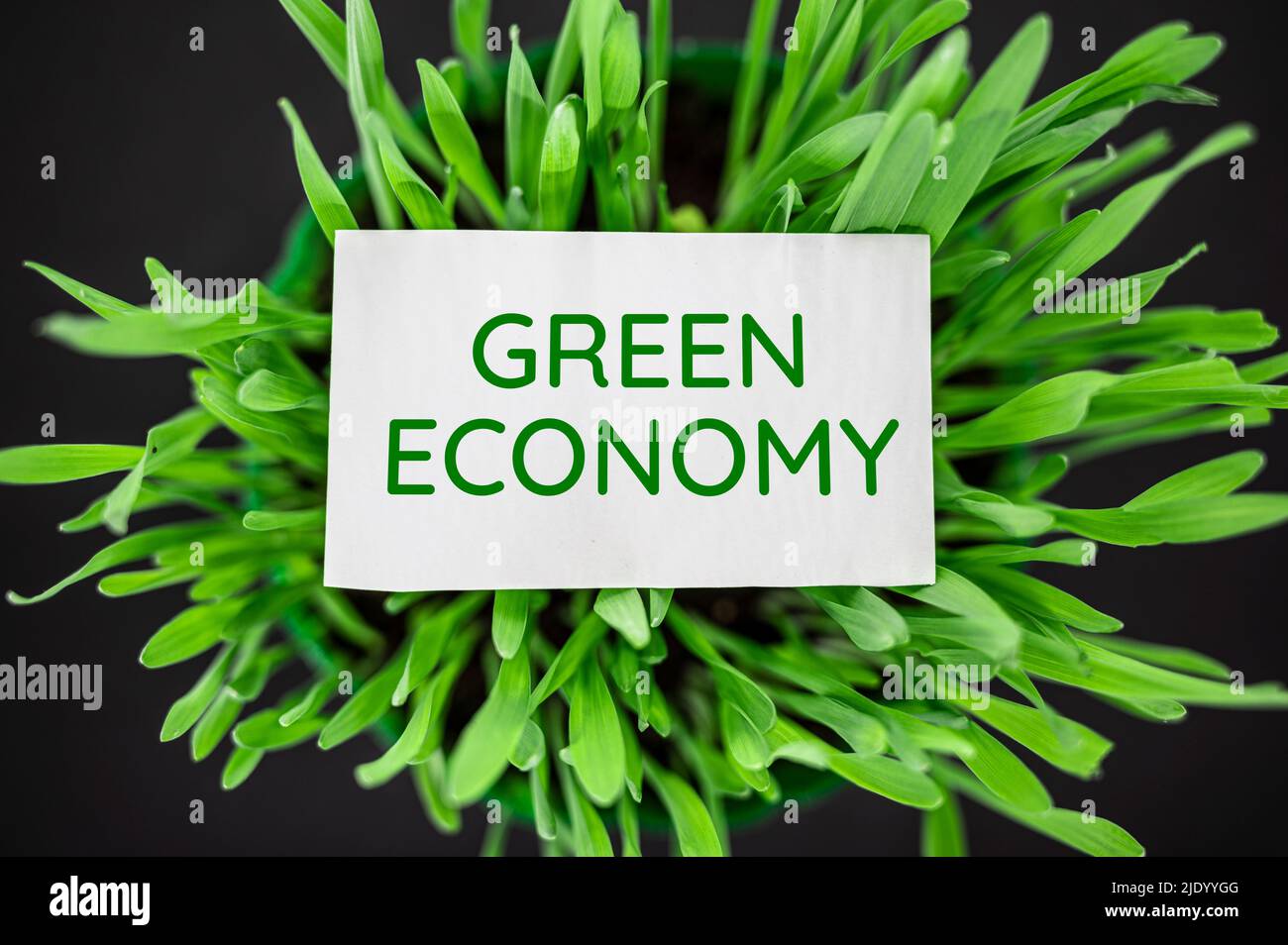 Top view of green grass with text green economy. Eco, ecology concept. Stock Photo