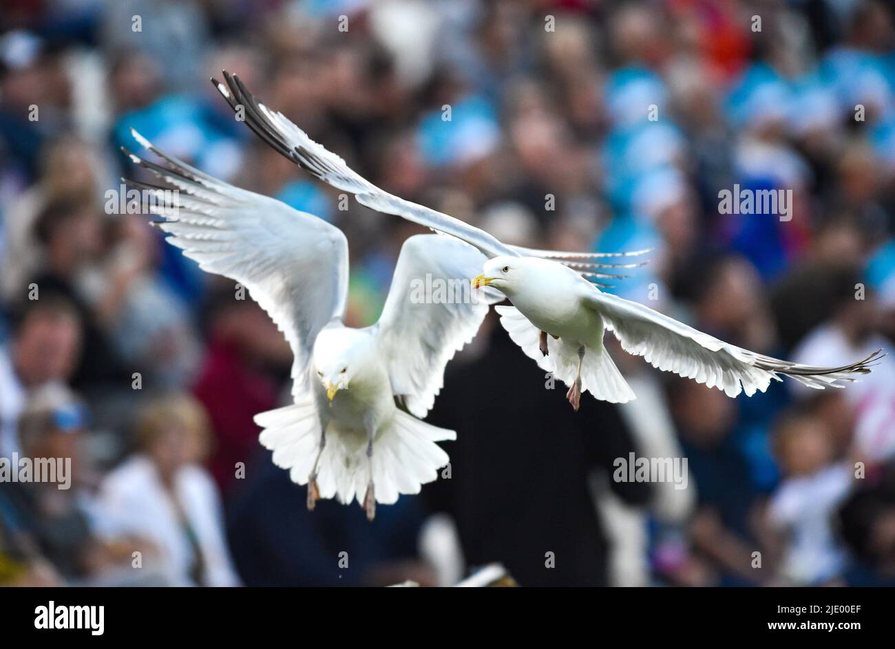 Hove UK 23rd June 2022 -  Seagulls enjoy getting in a flap during the T20 Vitality Blast  match  between Sussex Sharks and Surrey at the 1st Central County Ground Hove . : Credit Simon Dack / Alamy Live News Stock Photo