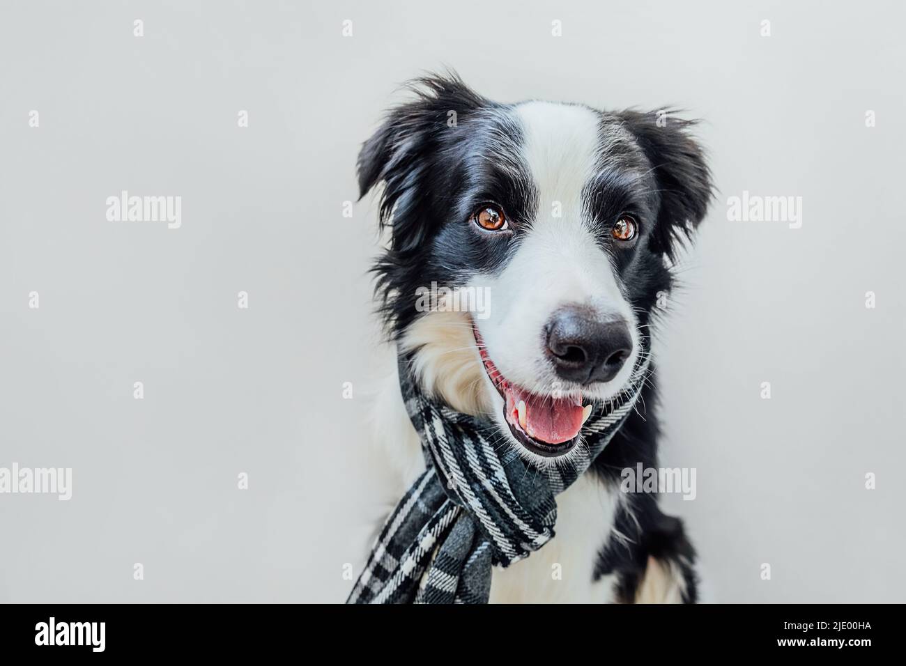 Funny studio portrait of cute smiling puppy dog border collie wearing warm  clothes scarf around neck isolated on white background. Winter or autumn  portrait of little dog Stock Photo - Alamy