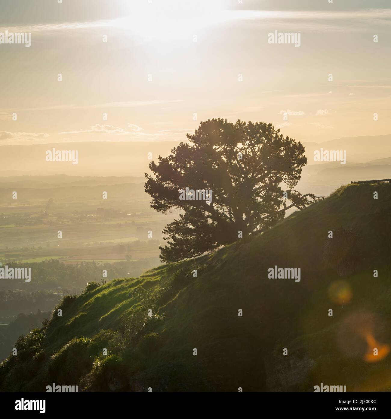 Big tree standing on the hill of Te Mata Peak at sunset, Hawke’s Bay. Vertical format. Stock Photo