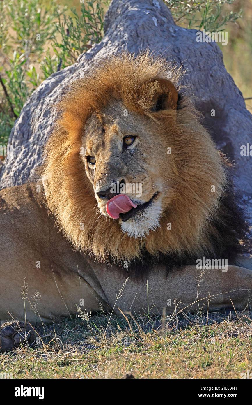 Male Lion at Moremi Botswana Stock Photo