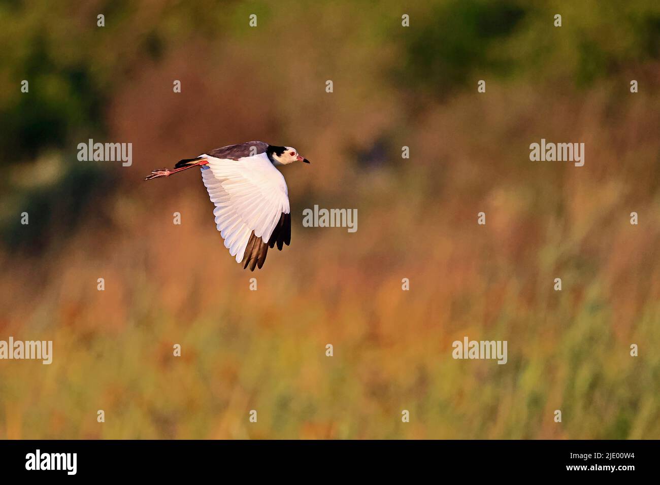 Long-toed Lapwing in flight at Moremi Botswana Stock Photo