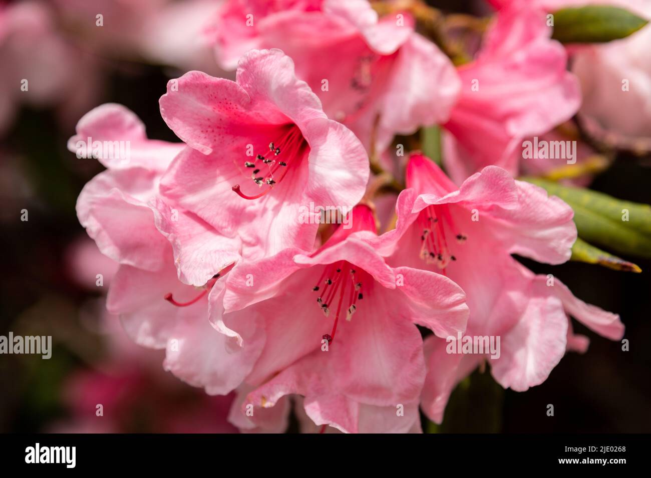 Pink rhododendron flowers in bloom Stock Photo