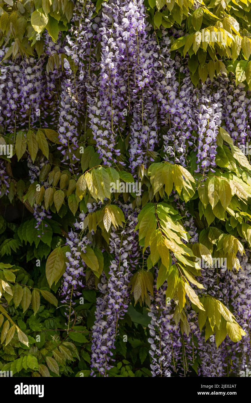 Bunches of blue Wisteria flowers Stock Photo