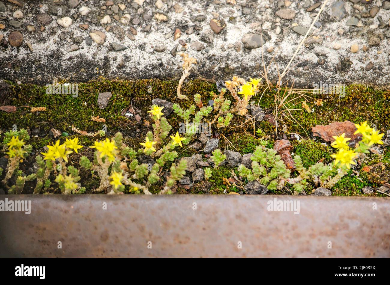 Sedum and moss growing in the narrow gap between a concrete bar and a rusty railway track Stock Photo