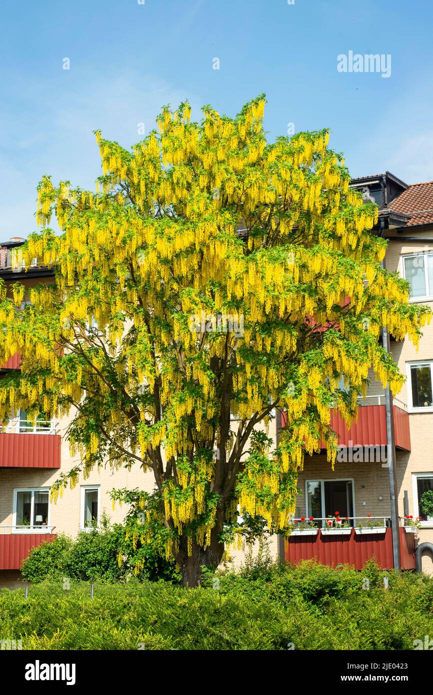 Flowering Golden rain or Golden chain (Laburnum) tree in townscape