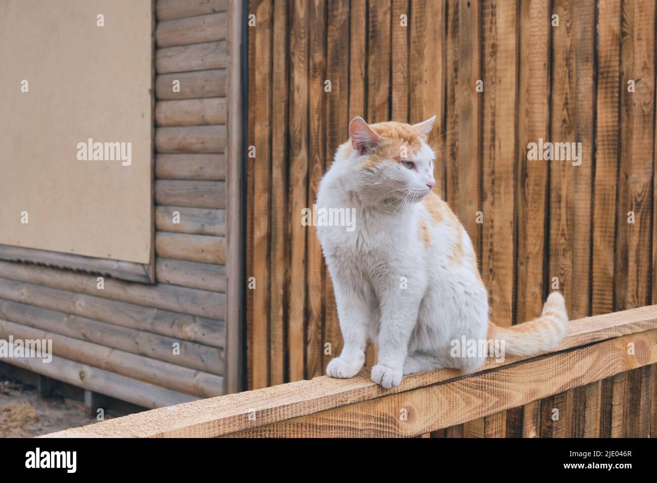 Rustic ginger cat is sitting wooden fence Stock Photo - Alamy
