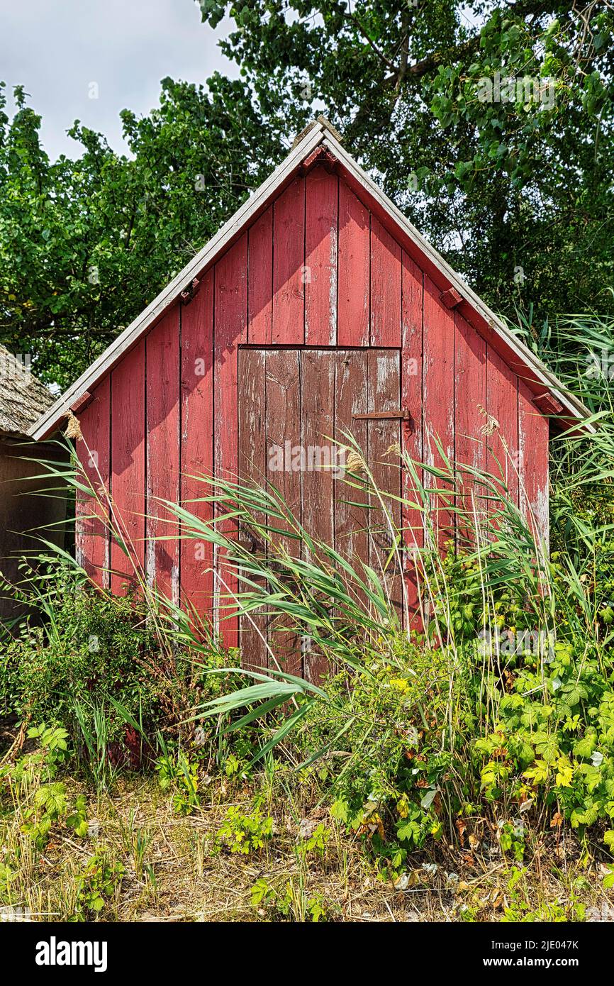 Old red wooden fisherman's hut, overgrown, fishing spot, seasonally inhabited village on the coast, Norebod Fiskelaege, southern Gotland, Gotland Stock Photo
