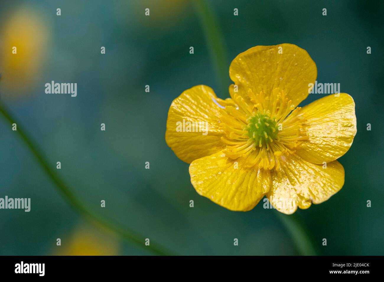 Greater spearwort (Ranunculus lingua), flower, Upper Bavaria, Bavaria, Germany Stock Photo