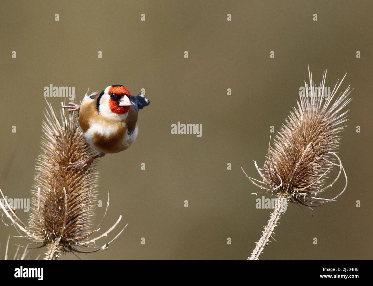 Goldfinch Waiting to go.. Stock Photo