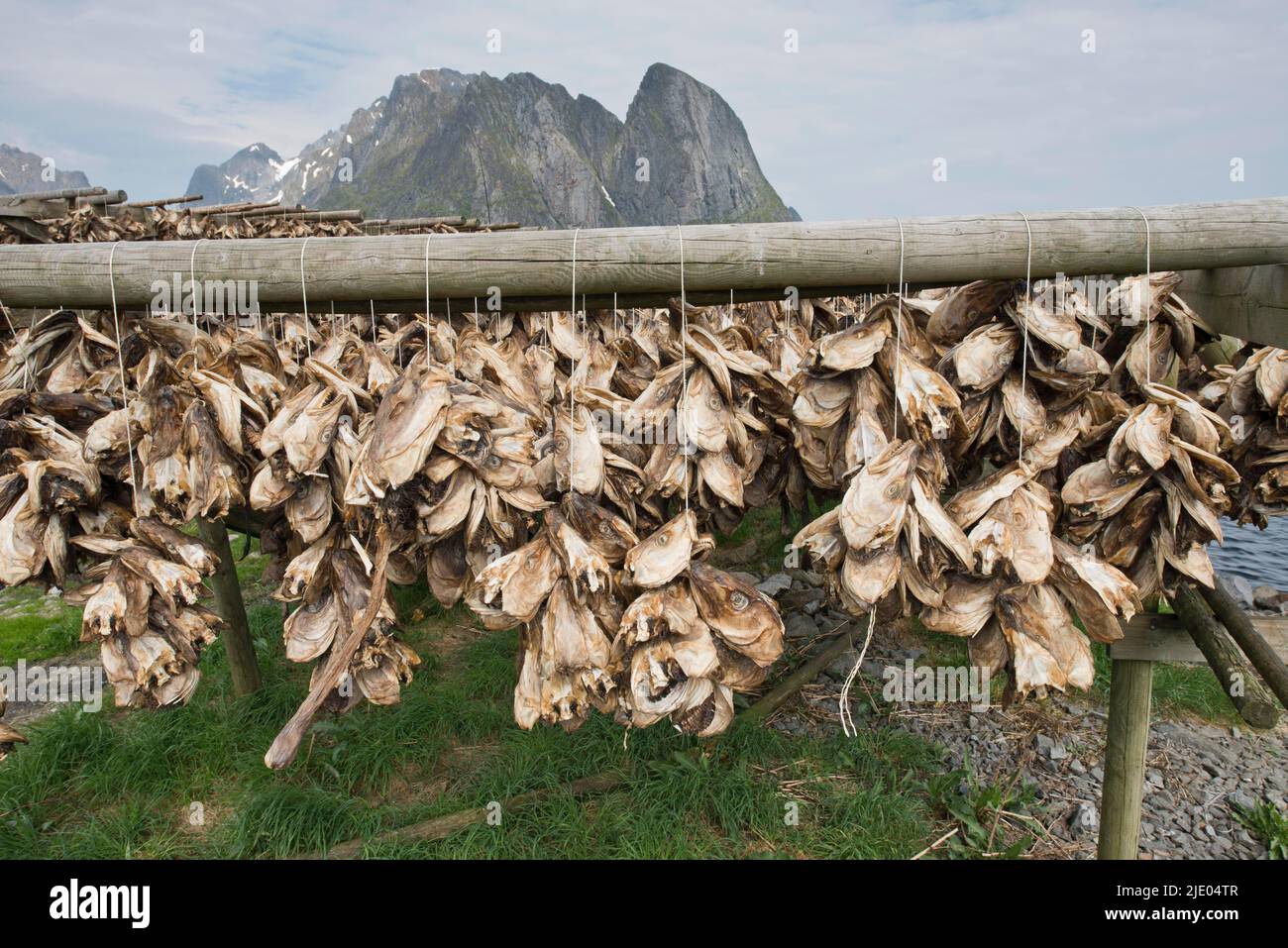 Dried fish heads, Lofoten, Norway Stock Photo Alamy
