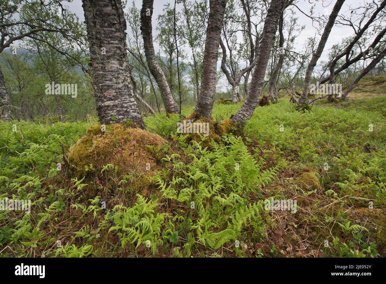 Birch (Betula pendula) forest, Lofoten, Norway Stock Photo