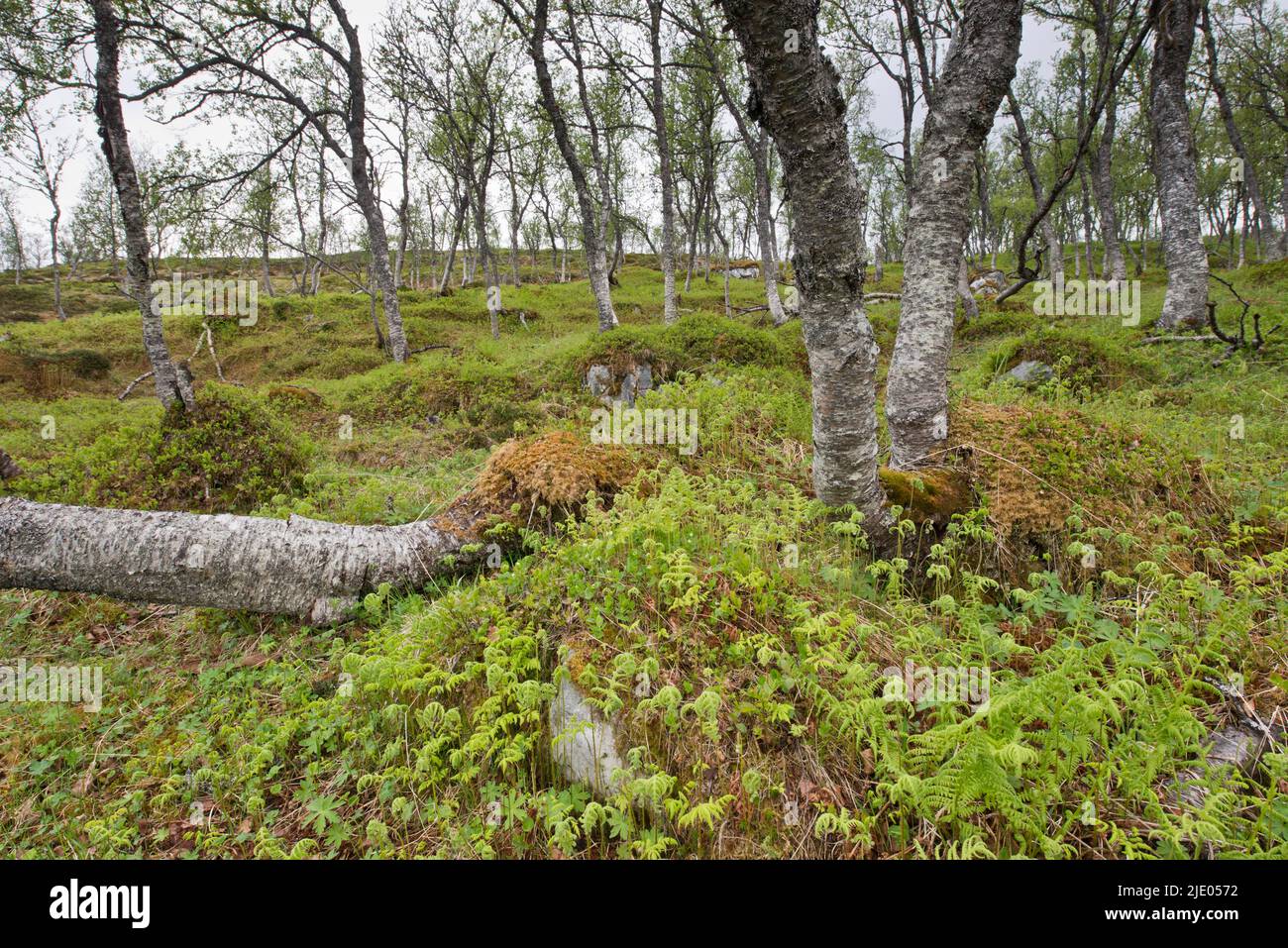 Birch (Betula pendula) forest, Lofoten, Norway Stock Photo