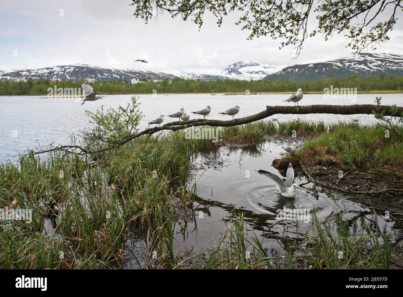Common gulls (Larus canus), Tromso, Norway Stock Photo