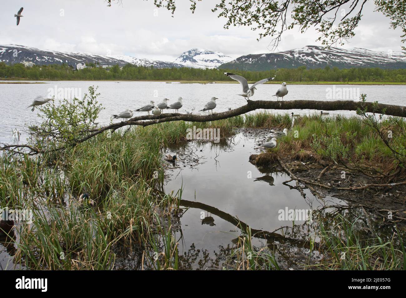 Common gulls (Larus canus), Tromso, Norway Stock Photo