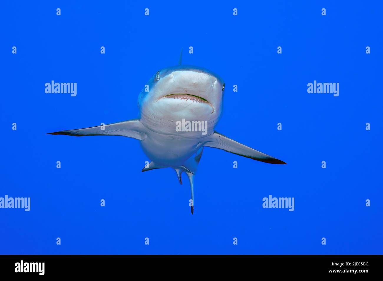 Grey reef shark (Carcharhinus amblyrhynchos) swimming towards observer