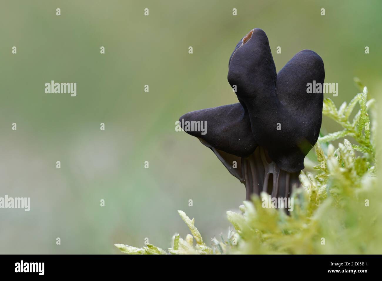 Slate Grey Saddle (Helvella lacunosa), fruiting body between moss, Brachter Wald, North Rhine-Westphalia, Germany Stock Photo