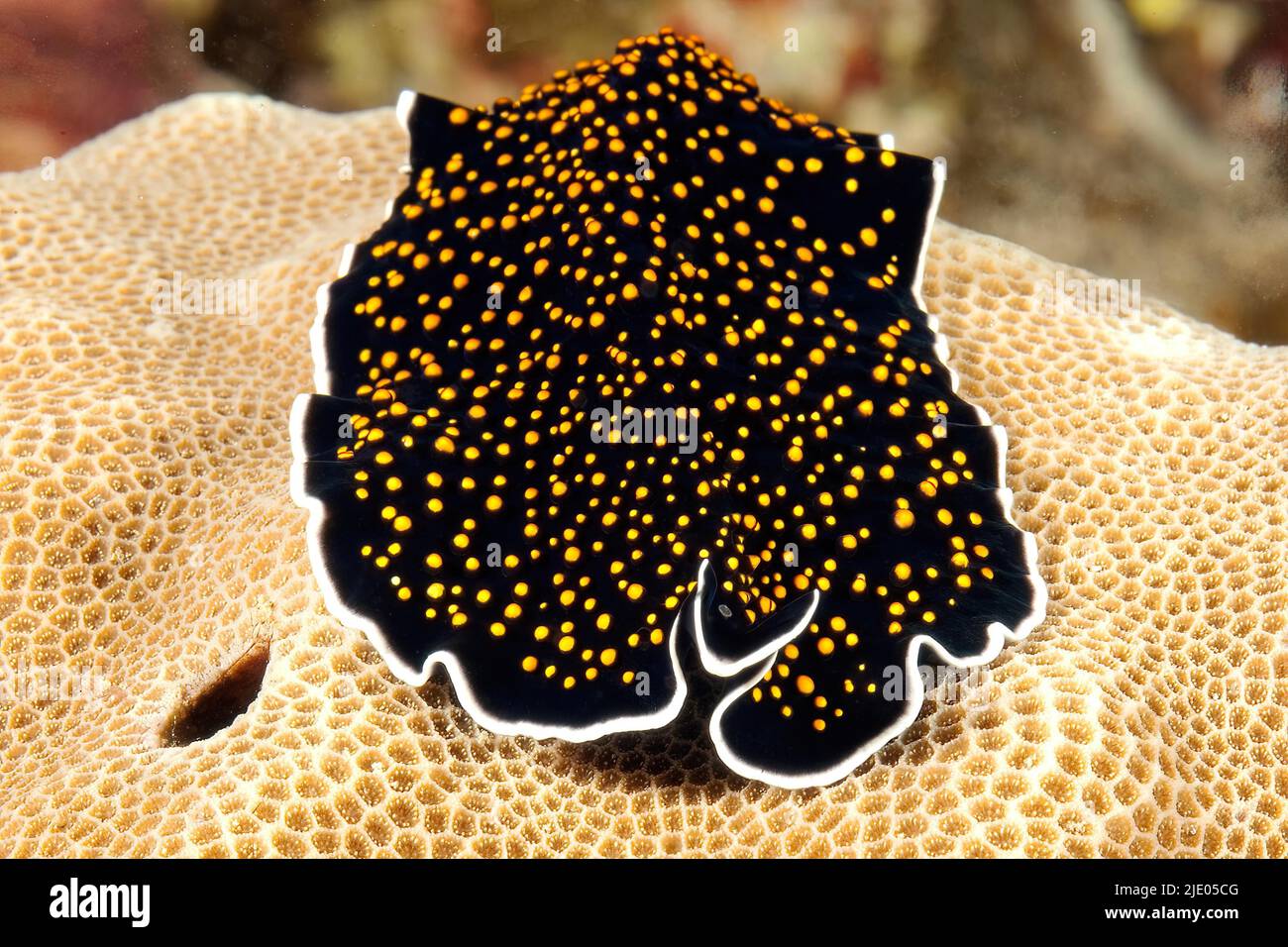 Frontal view of starry sky flatworm (Thysanzoon nigropapilosus) crawling on stone coral (Porites), Red Sea, Port Ghalib, Egypt Stock Photo