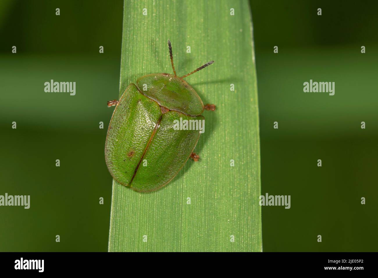 Green shield beetle (Cassida viridis) on a blade of grass, Baden-Wuerttemberg, Germany Stock Photo