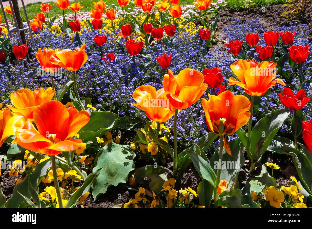Tulips (Tulipa) in the Rose Garden Ulm, garden, beds, park, orange and red flowers, flowers, spring bloomers, Adlerbastei, Ulm, Baden-Wuerttemberg Stock Photo