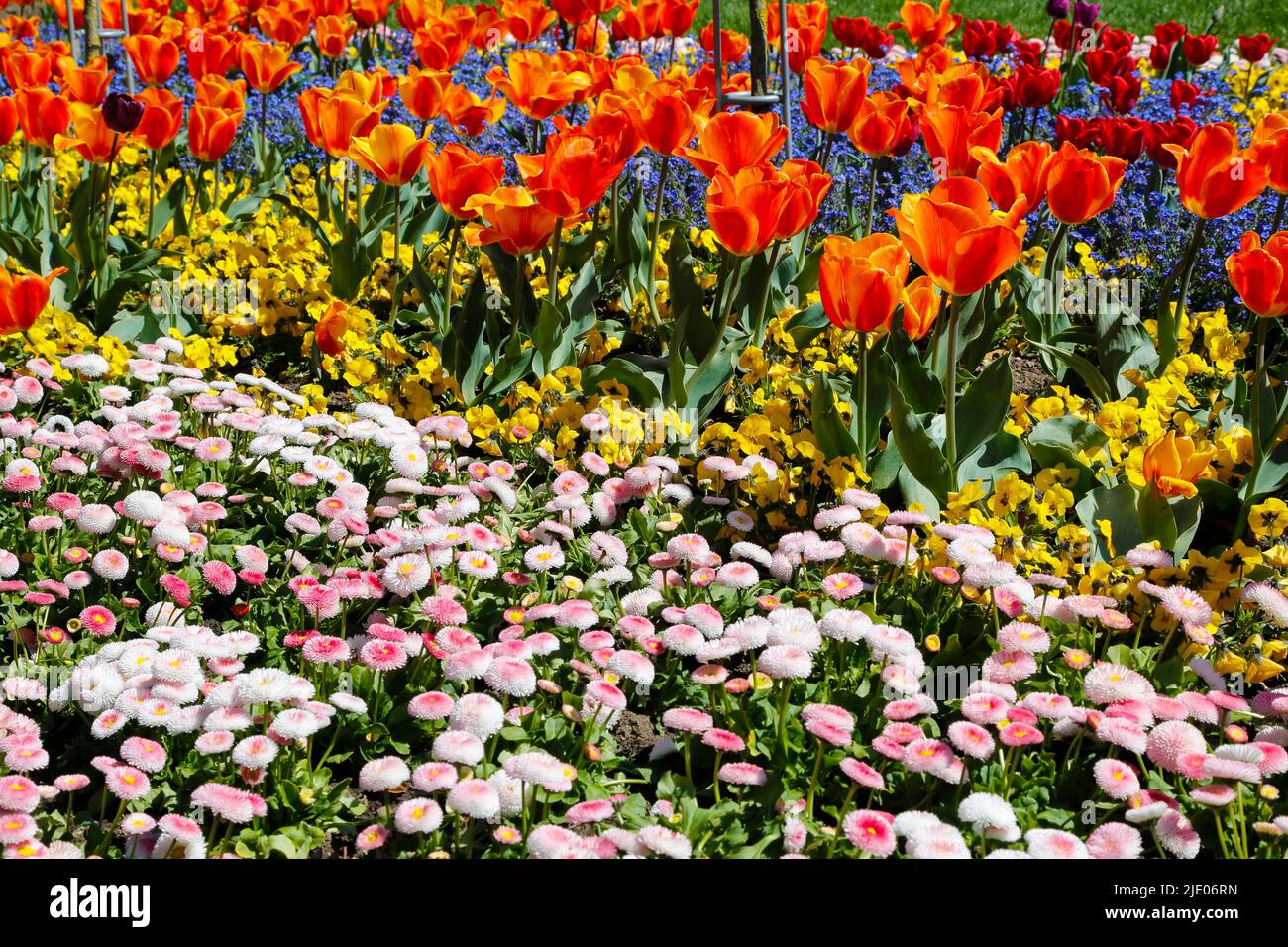 Tulips (Tulipa) in the Ulm Rose Garden, daisies (Bellis perennis