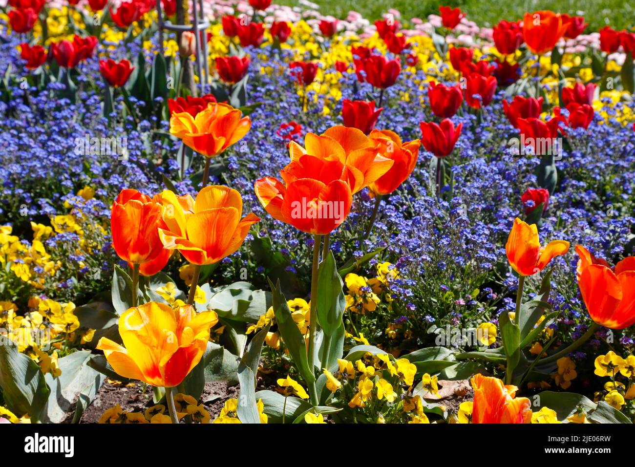 Tulips (Tulipa) in the Ulm Rose Garden, pansies, viola (plant) (Viola), garden, flower beds, park, yellow, orange and red flowers, flowers, spring Stock Photo
