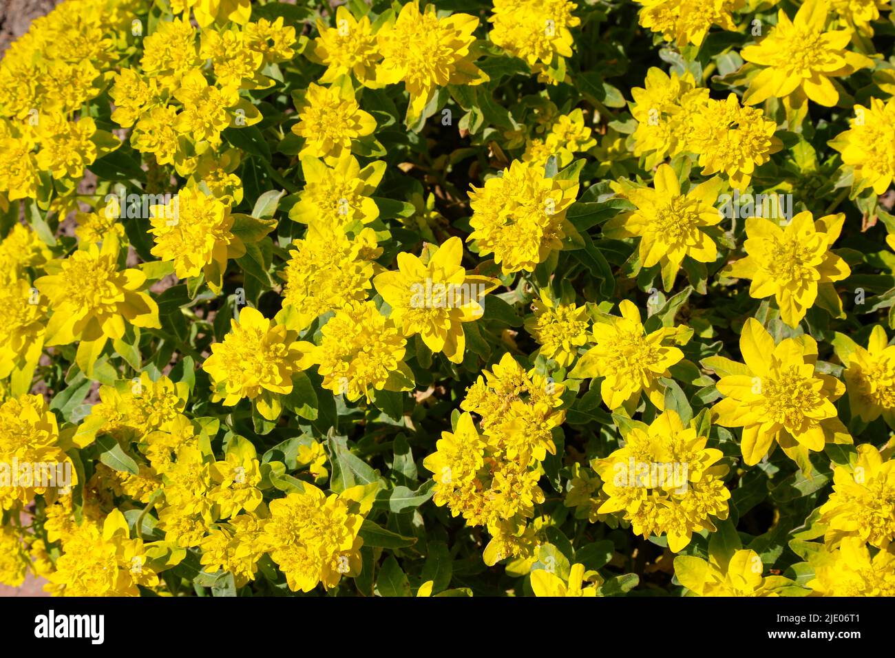Golden spurge (Euphorbia polychroma) in the Rose Garden Ulm, garden, flower beds, park, yellow flowers, flowers, ground cover, spring bloomers Stock Photo