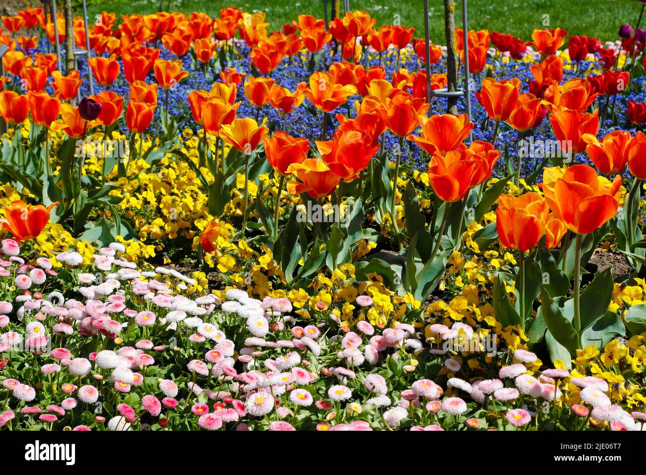 Tulips (Tulipa) in the Rose Garden Ulm, daisies (Bellis perennis