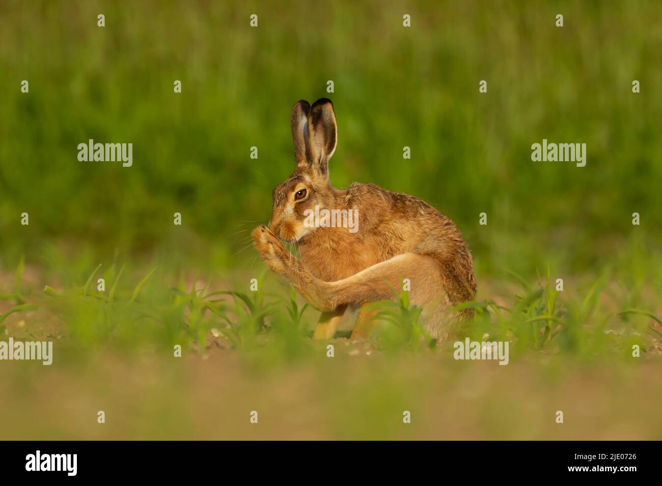 European brown hare (Lepus europaeus) adult washing its foot in a maize crop, Norfolk, England, United Kingdom Stock Photo